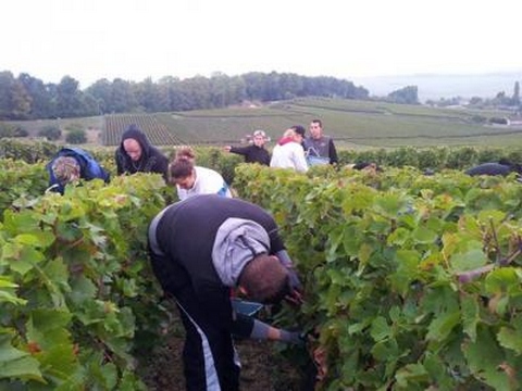 Vendanges 2013 Harvest - Champagne Boulard F. et F.